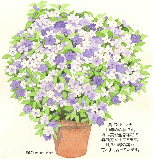 香るニオイバンマツリ　brunfelsia australis_c0164716_22181089.gif