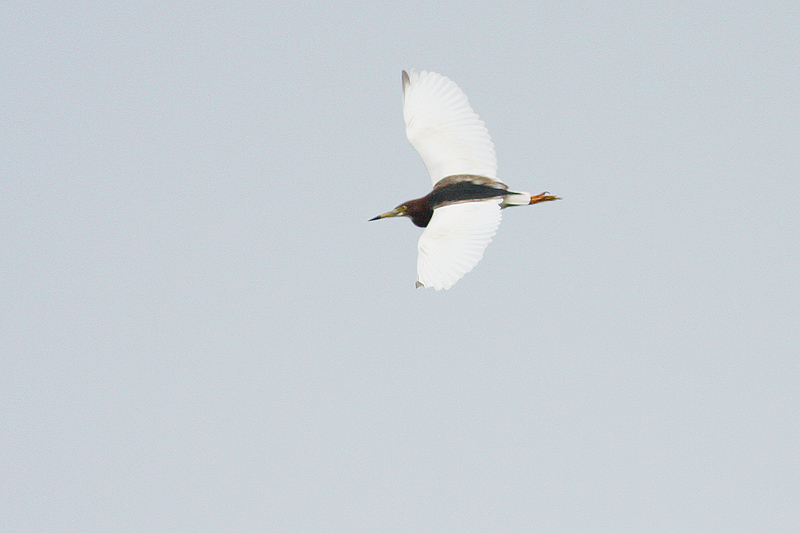 離島の渡り鳥-04/アカガシラサギ_f0178716_2131222.jpg