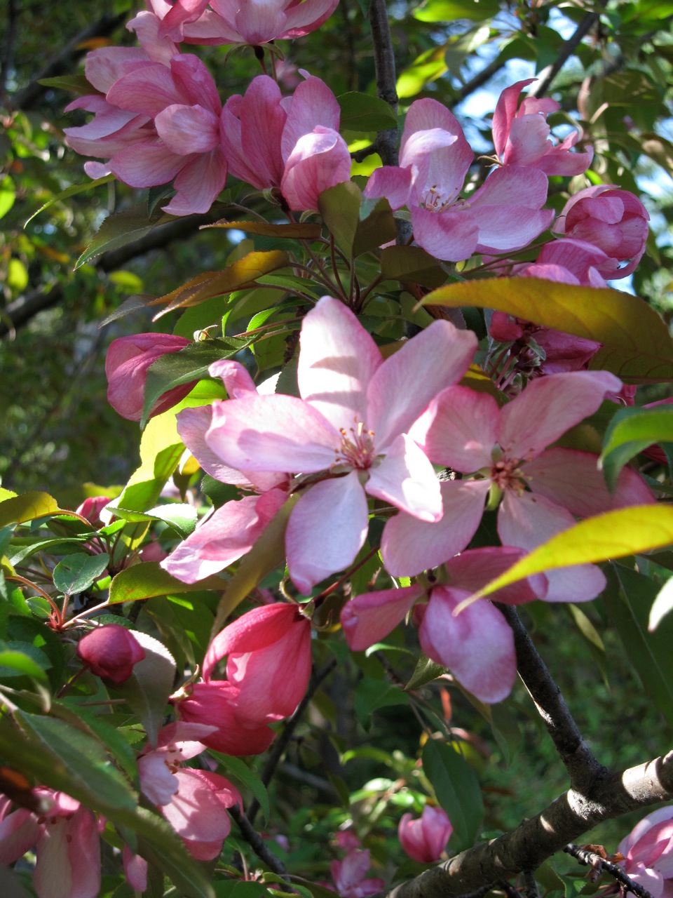 Crab Apple Tree (クラブ・アップル・ツリー）_b0129324_645565.jpg