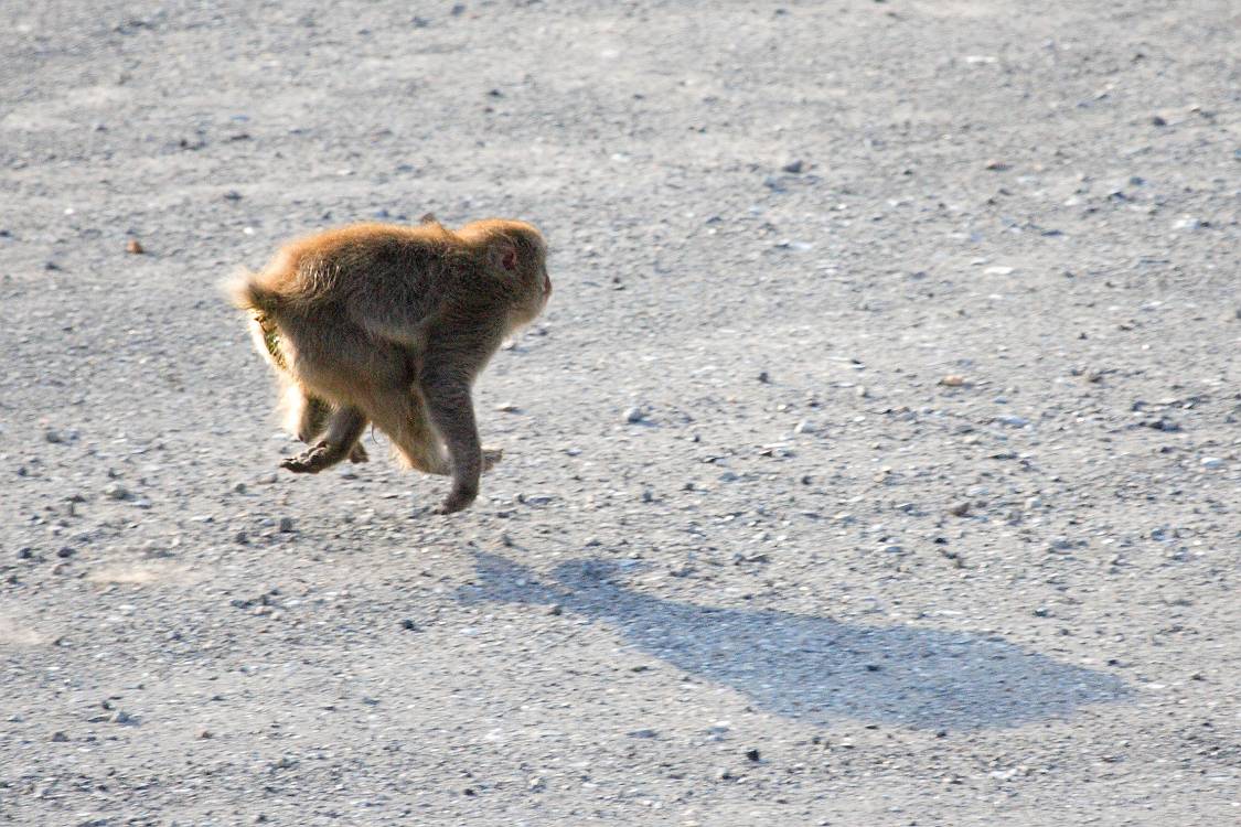 福島県耶麻郡北塩原村　裏磐梯_d0106628_638535.jpg