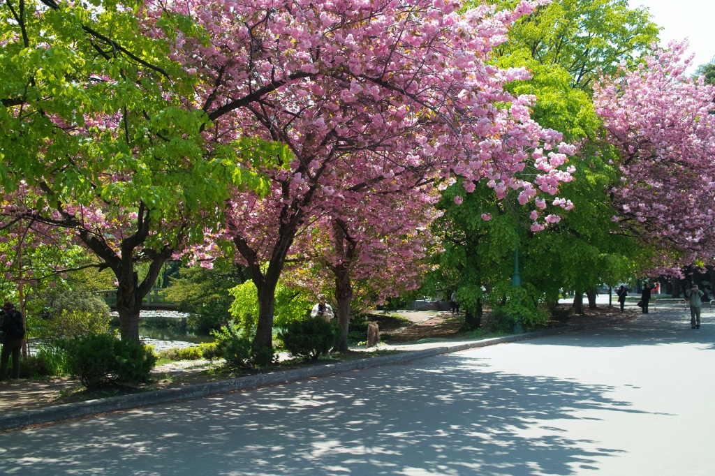 赤レンガ庁舎の八重桜とチューリップ_c0051132_15575584.jpg