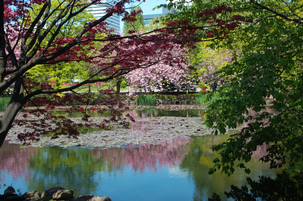 赤レンガ庁舎の八重桜とチューリップ_c0051132_15582930.jpg