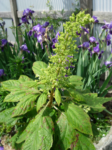 e0097534_15415100.jpg