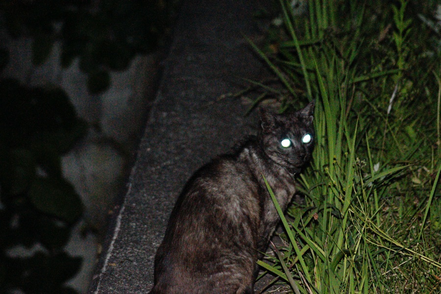 夜会_b0060239_21324057.jpg