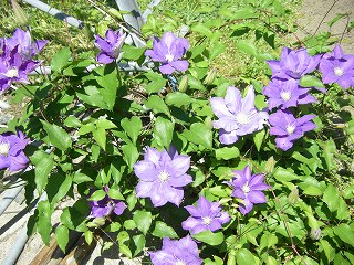 a0023043_957331.jpg