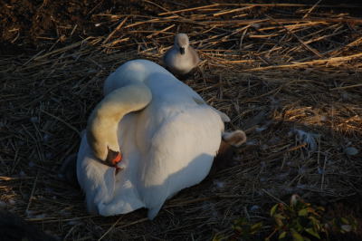 今日の主役（白鳥の雛）_e0138546_22303361.jpg