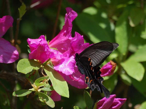c0045352_1745343.jpg