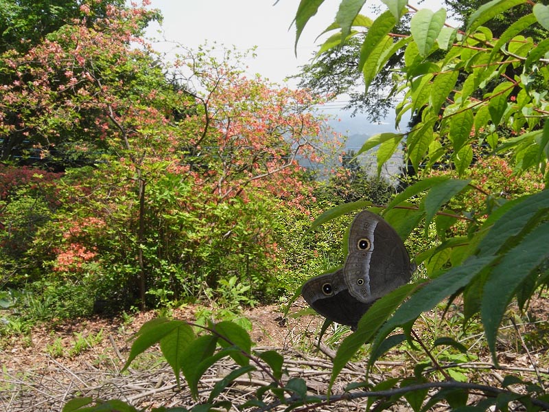 c0045352_177878.jpg