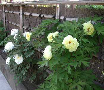 花の円覚寺_e0170562_21211657.jpg