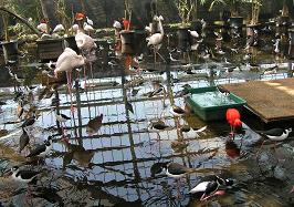 掛川花鳥園　その三_f0139963_22255465.jpg