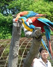 掛川花鳥園　その三_f0139963_23105794.jpg