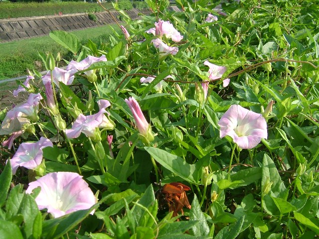 初夏の花から秋の花まで～。_e0101769_20593093.jpg