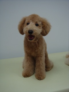 2009.5.15 トロア変身!_a0083571_2314128.jpg
