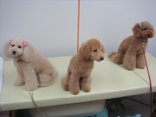 2009.5.15 トロア変身!_a0083571_2331937.jpg