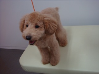 2009.5.15 トロア変身!_a0083571_2342397.jpg