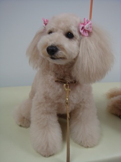 2009.5.15 トロア変身!_a0083571_2353250.jpg