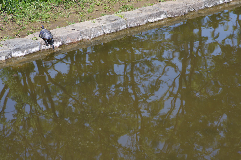 小金井公園・ディーゼル機関のにおい 2009年5月10日_d0123571_02095.jpg