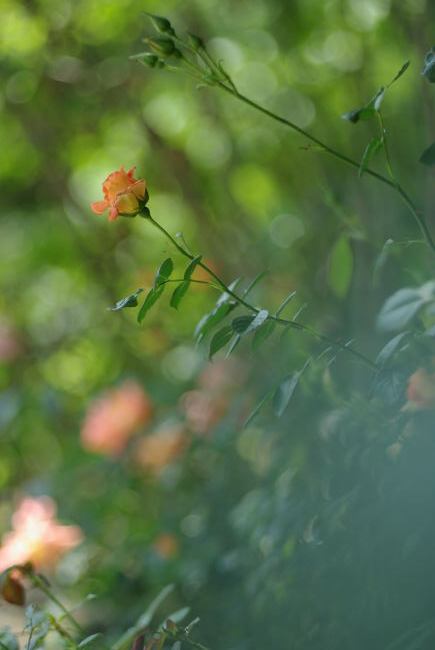 e0152576_20114441.jpg