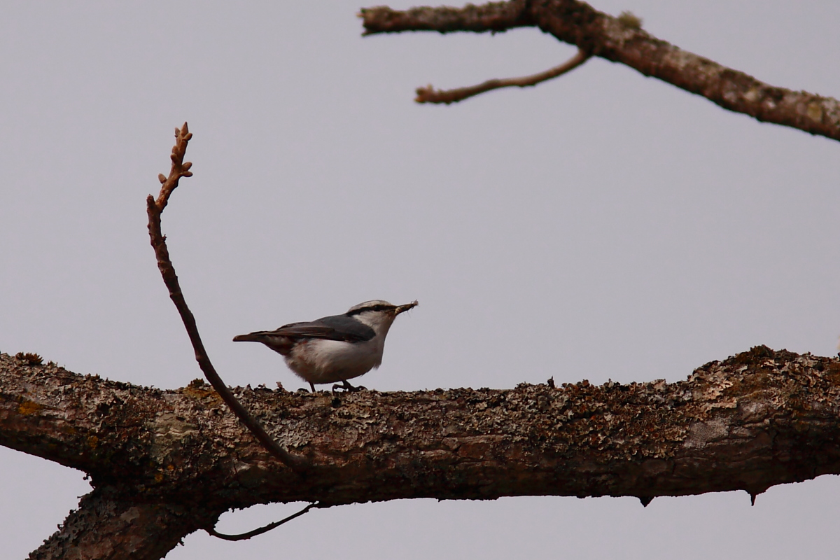 lonely bird　Ⅴ　～タンチョウ_f0057178_21492678.jpg