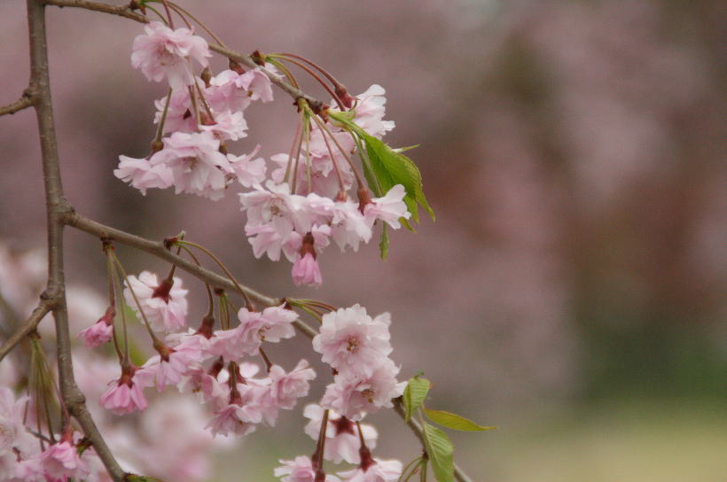 枝垂れ桜_c0112479_7464568.jpg