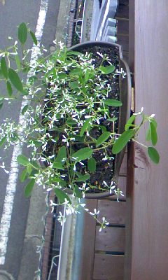 e0054290_1285999.jpg