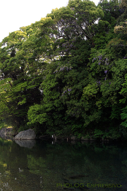 烏帽子岩の藤_b0180294_1529898.jpg