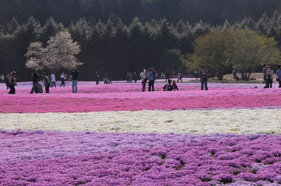 富士芝桜まつりへ_d0051608_17354043.jpg