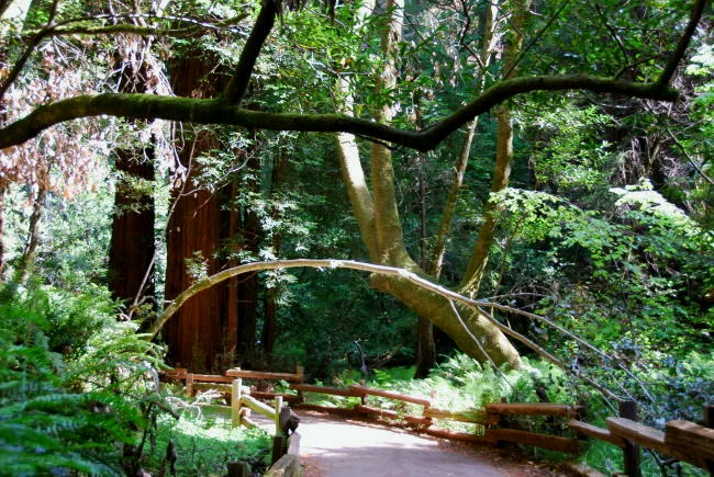 Muir Woods National Monument #2_d0139709_4561482.jpg