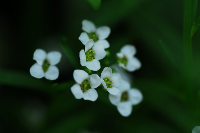 wild　flower_d0089110_14294357.jpg