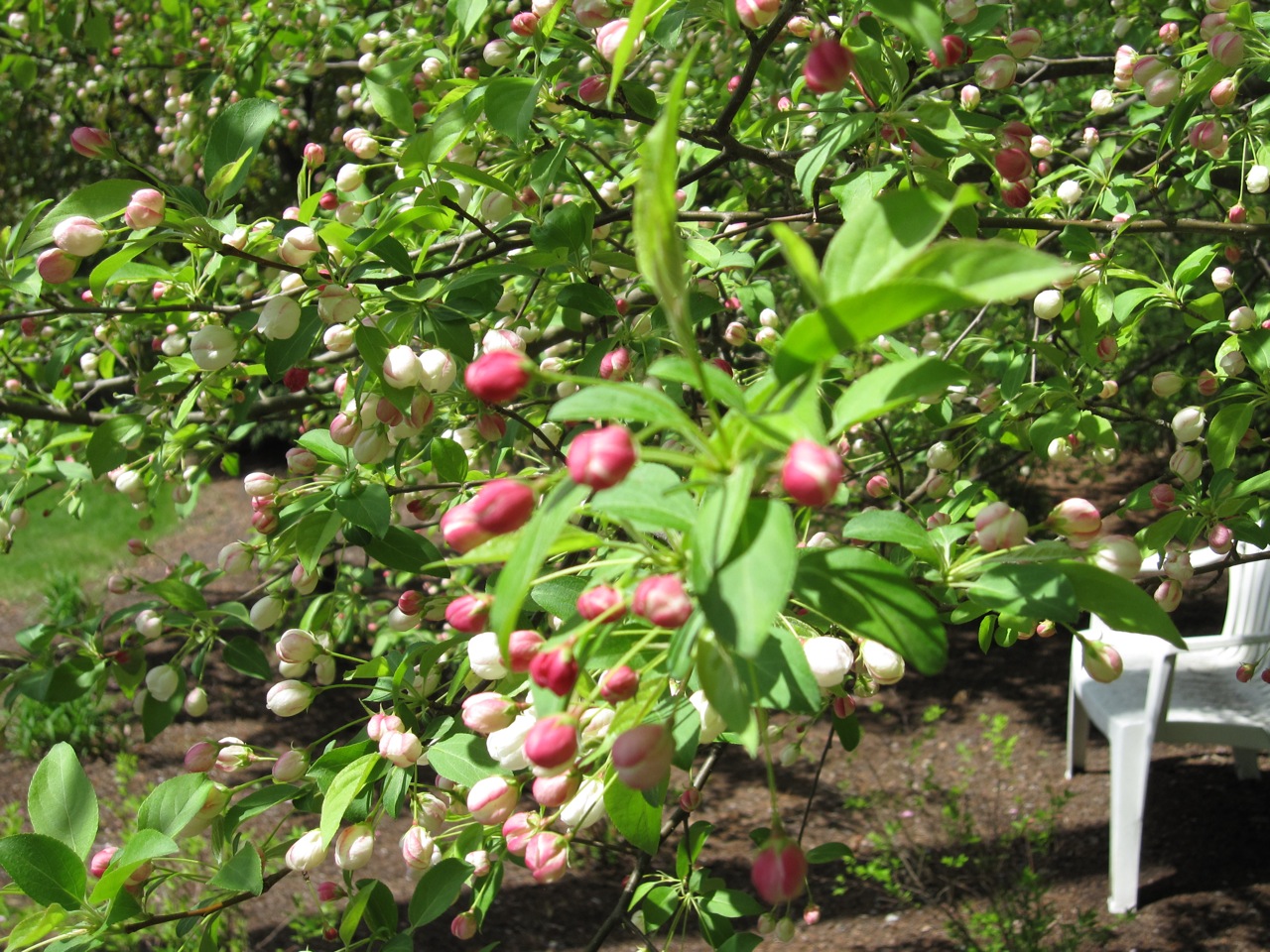 Crab Apple Tree (クラブ・アップル・ツリー）_b0129324_635335.jpg