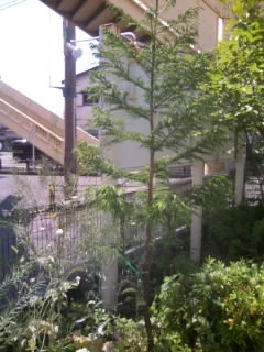 今日・・・・・_f0144724_4401316.jpg