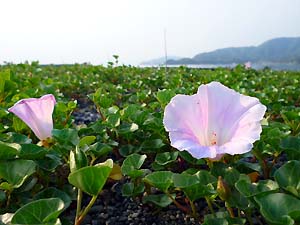 c0019338_1417199.jpg