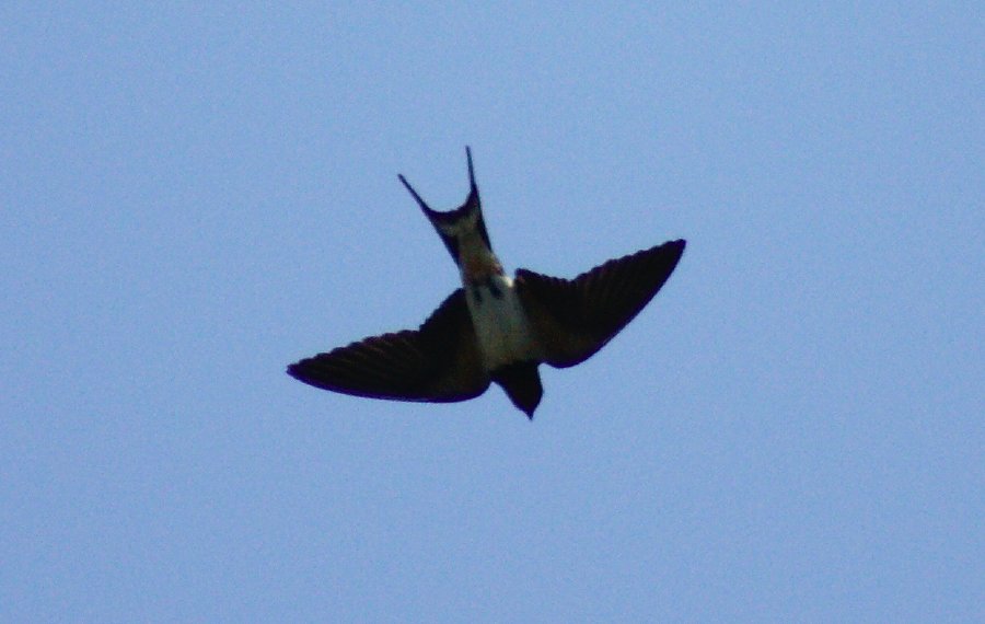 Life of Birds_b0060239_23223216.jpg