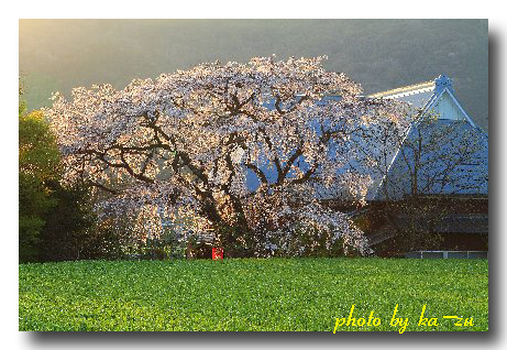 馬場の一本桜_b0180042_10382997.jpg