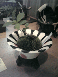 f0159844_20213399.gif