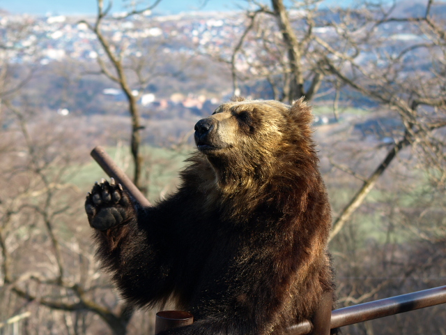 クマ山第２牧場_d0153062_9342835.jpg