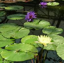 掛川花鳥園　その三_f0139963_044596.jpg