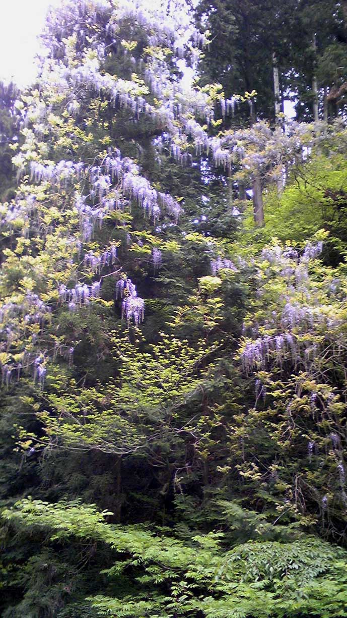 e0126576_1617152.jpg