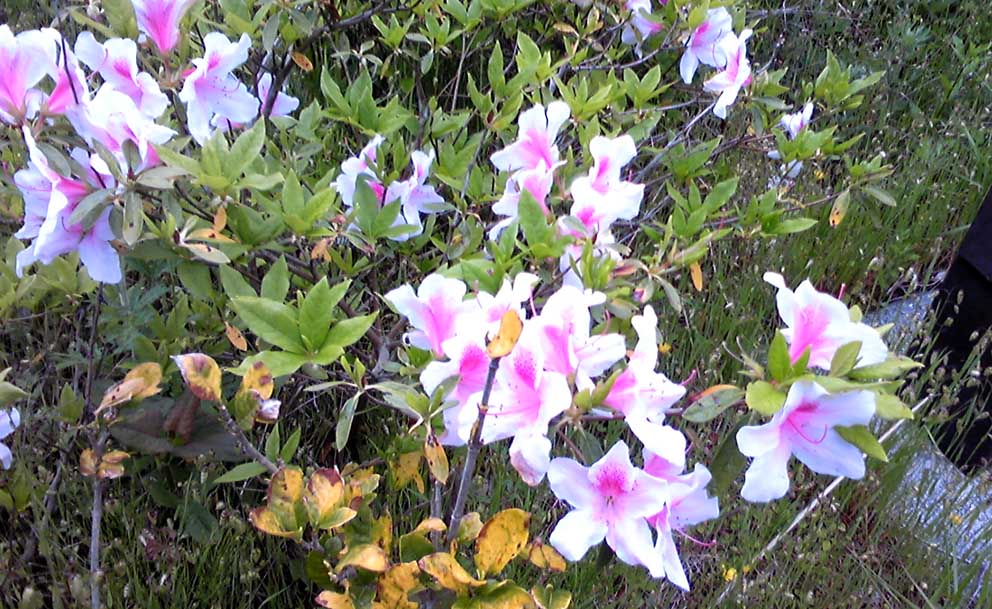 e0126576_16201293.jpg