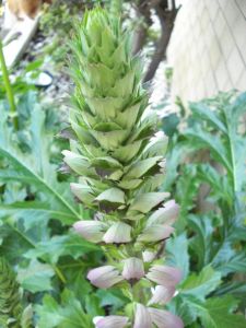 2009年5月15日 だめだめ、やっぱり偽物は_b0098584_6121125.jpg