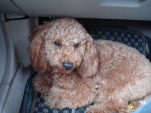2009年5月15日 だめだめ、やっぱり偽物は_b0098584_6131915.jpg