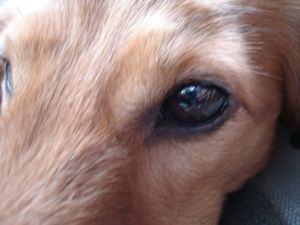 2009年5月15日 だめだめ、やっぱり偽物は_b0098584_6133577.jpg