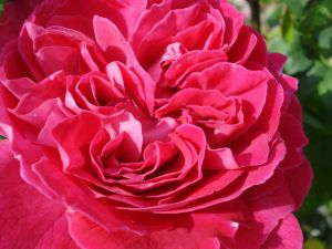 2009年5月15日 だめだめ、やっぱり偽物は_b0098584_684739.jpg