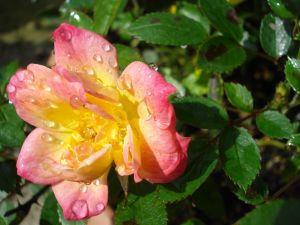 2009年5月15日 だめだめ、やっぱり偽物は_b0098584_691794.jpg