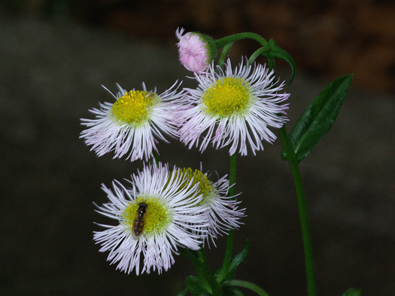 ハルジョオン（南公園 2009/05/14撮影）_f0204094_8452086.jpg