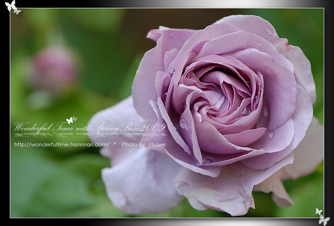 ♥ Spring Rose 2009 ♥　薔薇&雫　/ 　横浜みなとみらい2009_a0108795_22385516.jpg