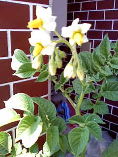 c0037701_0481240.jpg