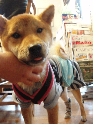 c0129702_1156558.gif