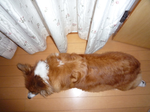 *^o^*バスティンパーティシリーズ2009シリーズin福岡_e0011102_22713.jpg