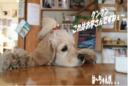 c0128303_20371128.gif